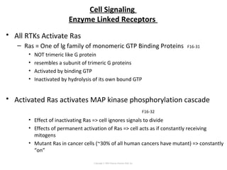 Cell Signaling
Enzyme Linked Receptors
• All RTKs Activate Ras
– Ras = One of lg family of monomeric GTP Binding Proteins F16-31
• NOT trimeric like G protein
• resembles a subunit of trimeric G proteins
• Activated by binding GTP
• Inactivated by hydrolysis of its own bound GTP
• Activated Ras activates MAP kinase phosphorylation cascade
F16-32
• Effect of inactivating Ras => cell ignores signals to divide
• Effects of permanent activation of Ras => cell acts as if constantly receiving
mitogens
• Mutant Ras in cancer cells (~30% of all human cancers have mutant) => constantly
“on”
Copyright © 2005 Pearson Prentice Hall, Inc.
 