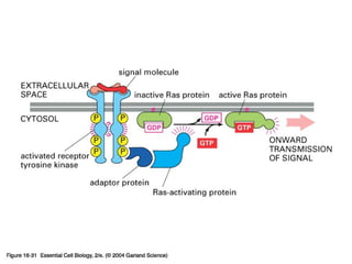 16_31_active_Ras.jpg
Copyright © 2005 Pearson Prentice Hall, Inc.
 