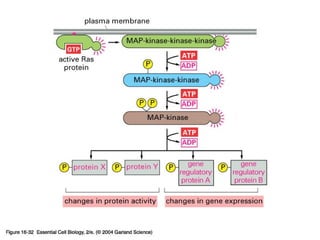 16_32_MAP-kinase.jpg
Copyright © 2005 Pearson Prentice Hall, Inc.
 