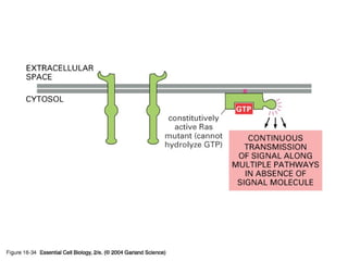 16_34_Ras_transmits.jpg
Copyright © 2005 Pearson Prentice Hall, Inc.
 