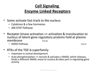 Cell Signaling
Enzyme Linked Receptors
• Some activate fast track to the nucleus
– Cytokines & a few hormones
– JAK-STAT Pathway
• Receptor kinase activation => activation & translocation to
nucleus of latent gene regulatory proteins held at plasma
membrane F16-36
– SMAD Pathway F16-37
• RTKs of the TGF-b superfamily
– important in animal development
– Auto phosphorylation => recruits & activates a SMAD, which releases,
binds a different SMAD, move to nucleus & takes part in regulating gene
activity
Copyright © 2005 Pearson Prentice Hall, Inc.
 