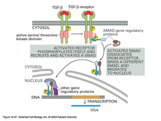 16_37_TGF_B_receptor.jpg
Copyright © 2005 Pearson Prentice Hall, Inc.
 