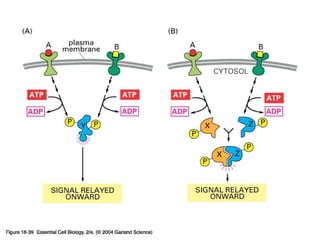 16_39_integrate_signal.jpg
Copyright © 2005 Pearson Prentice Hall, Inc.
 