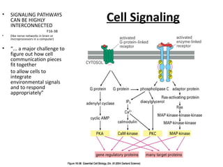 Cell Communication Concept Map Cell Signalling