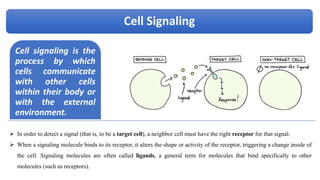 Cell Signaling And Cell Death | PPT