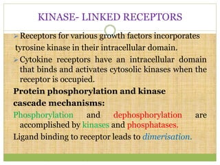 KINASE- LINKED RECEPTORS
Receptors for various growth factors incorporates
tyrosine kinase in their intracellular domain.
Cytokine receptors have an intracellular domain
that binds and activates cytosolic kinases when the
receptor is occupied.
Protein phosphorylation and kinase
cascade mechanisms:
Phosphorylation and dephosphorylation are
accomplished by kinases and phosphatases.
Ligand binding to receptor leads to dimerisation.
 