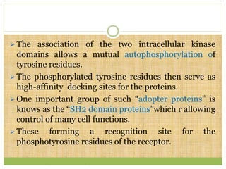 The association of the two intracellular kinase
domains allows a mutual autophosphorylation of
tyrosine residues.
The phosphorylated tyrosine residues then serve as
high-affinity docking sites for the proteins.
One important group of such “adopter proteins” is
knows as the “SH2 domain proteins”which r allowing
control of many cell functions.
These forming a recognition site for the
phosphotyrosine residues of the receptor.
 