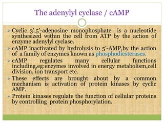 The adenylyl cyclase / cAMP
 Cyclic 3’,5’-adenosine monophosphate is a nucleotide
synthesized within the cell from ATP by the action of
enzyme adenylyl cyclase.
 cAMP inactivated by hydrolysis to 5’-AMP,by the action
of a family of enzymes known as phosphodiesterases.
 cAMP regulates many cellular functions
including,eg:enzymes involved in energy metabolism,cell
division, ion transport etc.
 These effects are brought about by a common
mechanism is activation of protein kinases by cyclic
AMP.
 Protein kinases regulate the function of cellular proteins
by controlling protein phosphorylation.
 