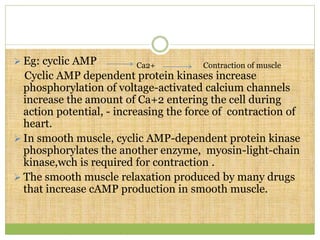  Eg: cyclic AMP
Cyclic AMP dependent protein kinases increase
phosphorylation of voltage-activated calcium channels
increase the amount of Ca+2 entering the cell during
action potential, - increasing the force of contraction of
heart.
 In smooth muscle, cyclic AMP-dependent protein kinase
phosphorylates the another enzyme, myosin-light-chain
kinase,wch is required for contraction .
 The smooth muscle relaxation produced by many drugs
that increase cAMP production in smooth muscle.
Ca2+ Contraction of muscle
 