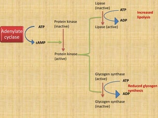 Adenylate
cyclase
ATP
cAMP
Protein kinase
(inactive)
Protein kinase
(active)
Lipase
(inactive) ATP
ADP
Lipase (active)
Glycogen synthase
(active)
Glycogen synthase
(inactive)
ATP
ADP
Increased
lipolysis
Reduced glycogen
synthesis
 