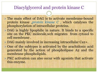 Diacylglycerol and protein kinase C
 The main effect of DAG is to activate membrane-bound
protein kinase ,protein kinase C , which catalyses the
phosphorylation of intracellular proteins.
 DAG is highly lipophilic in nature. It binds to a specific
site on the PKC molecule,wch migrates from cytosol to
cell membrane .
 DAG mainly involved in increasing intracellular Ca2+.
 One of the subtypes is activated by the arachidonic acid
generated by the action of phospholipase A2 and the
membrane phospholipids.
 PKC activation can also occur with agonists that activate
this enzyme.
 