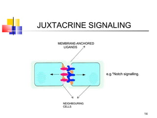 JUXTACRINE SIGNALING

    MEMBRANE-ANCHORED
       LIGANDS




                         e.g.*Notch signalling.




      NEIGHBOURING
      CELLS

                                                  14
 