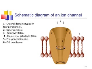 Schematic diagram of an ion channel
1 - Channel domains(typically
four per channel),
2 - Outer vestibule,
3 - Selectivity filter,
 4 - Diameter of selectivity filter,
5 - Phosphorylation site,
6 - Cell membrane.




                                                  32
 