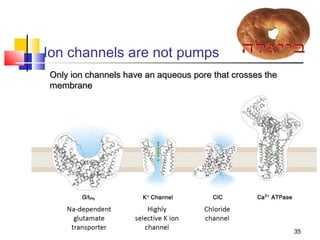 Ion channels are not pumps
Only ion channels have an aqueous pore that crosses the
membrane




                                                          35
 