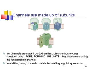 Channels are made up of subunits




   Ion channels are made from 2-6 similar proteins or homologous
    structural units ‐ PORE-FORMING SUBUNITS - they associate creating
    the functional ion channel
   In addition, many channels contain the auxiliary regulatory subunits
                                                                     36
 