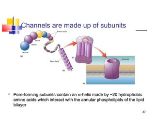 Channels are made up of subunits




   Pore-forming subunits contain an α‐helix made by ~20 hydrophobic
    amino acids which interact with the annular phospholipids of the lipid
    bilayer
                                                                         37
 