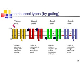 Ion channel types (by gating)




                                38
 