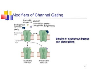 Modifiers of Channel Gating
          (curare)
                     (alpha-
                     bungarotoxin)
(ACh)




                                     Binding of exogenous ligands
                                     can block gating




                                                            41
 