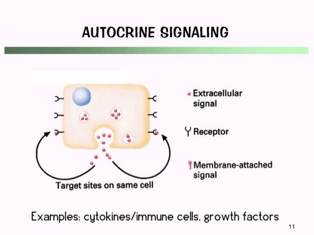 AUTOCRINE SIGNALING EBOOK AUTOCRINE SIGNALING EBOOK