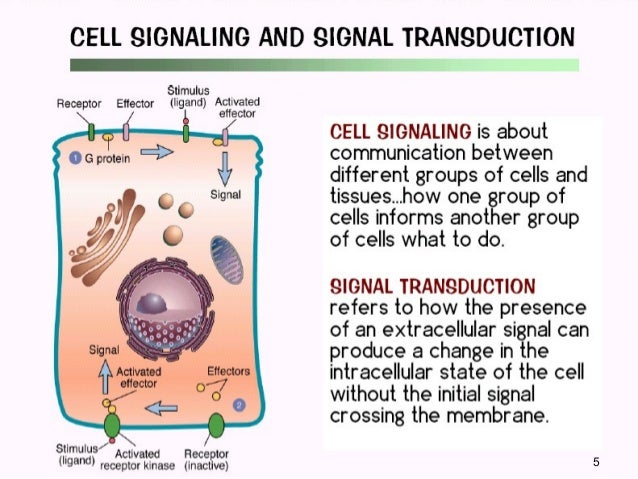 Cell signaling
