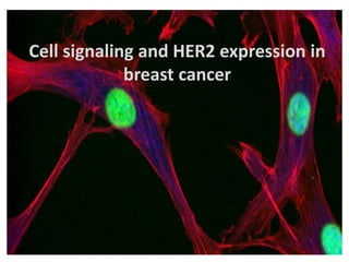 Cell signaling and HER2 expression in
breast cancer
1
 