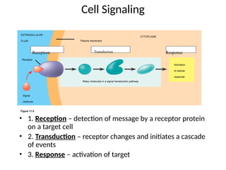 Cellular Response Molecular Conversations: Principles of Cell Signaling and Transduction ...