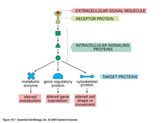 Molecular Conversations: Principles of Cell Signaling and Transduction ...
