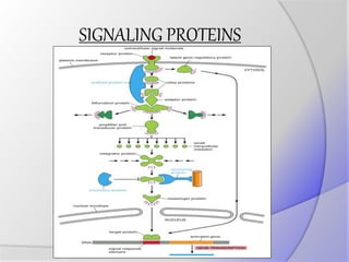 SIGNALING PROTEINS
 