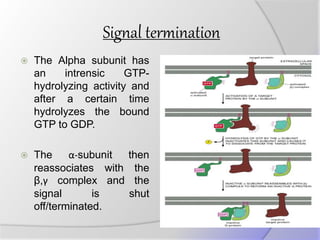 Signal termination
 The Alpha subunit has
an intrensic GTP-
hydrolyzing activity and
after a certain time
hydrolyzes the bound
GTP to GDP.
 The α-subunit then
reassociates with the
β,γ complex and the
signal is shut
off/terminated.
 