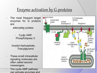 Enzyme activation by G-proteins
 The most frequent target
enzymes for G proteins
are:
adenylate cyclase.
 Cyclic AMP,
Phospholipase C
Inositol triphosphate,
Triacylglycerol
 These small intracellular
signaling molecules are
often called second
messengers.
 The cyclic AMP pathway
 