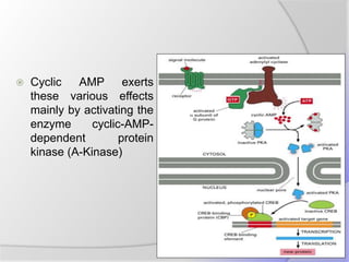  Cyclic AMP exerts
these various effects
mainly by activating the
enzyme cyclic-AMP-
dependent protein
kinase (A-Kinase)
 