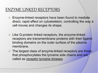 ENZYME LINKED RECEPTORS
 Enzyme-linked receptors have been found to mediate
direct, rapid effect on cytoskeleton, controlling the way a
cell moves and changes its shape.
 Like G-protein linked receptors, the enzyme-linked
receptors are transmembrane proteins with their ligand-
binding domains on the outer surface of the plasma
membrane.
 The largest class of enzyme-linked receptors are those
that phosphorylates the tyrosine side chains and are
called as receptor tyrosine kinases.
 