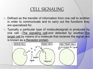 CELL SIGNALING
 Defined as the transfer of information from one cell to another
in order to communicate and to carry out the functions they
are specialized for.
 Typically a particular type of molecule(signal) is produced by
one cell –The signaling cell-and detected by another-The
target cell by means of a molecule that recieves the signal,and
is known as a Receptor protein.
 