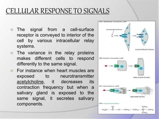 CELLULAR RESPONSE TO SIGNALS
 The signal from a cell-surface
receptor is conveyed to interior of the
cell by various intracellular relay
systems.
 The variance in the relay proteins
makes different cells to respond
differently to the same signal.
 For instance when heart muscles are
exposed to neurotransmitter
acetylcholine, it decreases its
contraction frequency but when a
salivary gland is exposed to the
same signal, it secretes salivary
components.
 