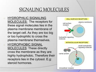 SIGNALING MOLECULES
o HYDROPHILIC SIGNALING
MOLECULES: The receptors for
these signal molecules lies in the
plasma membrane membrane of
the target cell. As they are too big
or too hydrophilic to cross the
plasma membrane themselves.
o HYDROPHOBIC SIGNAL
MOLECULES: These directly
cross the membrane as they are
highly hydrophobic. Therefore their
receptors lies in the cytosol. E.g:
steroid hormones.
 