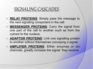 SIGNALING CASCADES
 RELAY PROTEINS: Simply pass the message to
the next signaling component in the cell.
 MESSENGER PROTEINS: Carry the signal from
one part of the cell to another such as from the
cytosol to the nucleus.
 ADAPTOR PROTEINS: Link one signaling protein
to another without themselves conveying a signal.
 AMPLIFIER PROTEINS: Either enzymes or ion
channels, greatly increase the signal they receive.
 