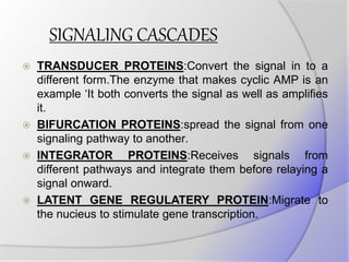 SIGNALING CASCADES
 TRANSDUCER PROTEINS:Convert the signal in to a
different form.The enzyme that makes cyclic AMP is an
example ‘It both converts the signal as well as amplifies
it.
 BIFURCATION PROTEINS:spread the signal from one
signaling pathway to another.
 INTEGRATOR PROTEINS:Receives signals from
different pathways and integrate them before relaying a
signal onward.
 LATENT GENE REGULATERY PROTEIN:Migrate to
the nucieus to stimulate gene transcription.
 