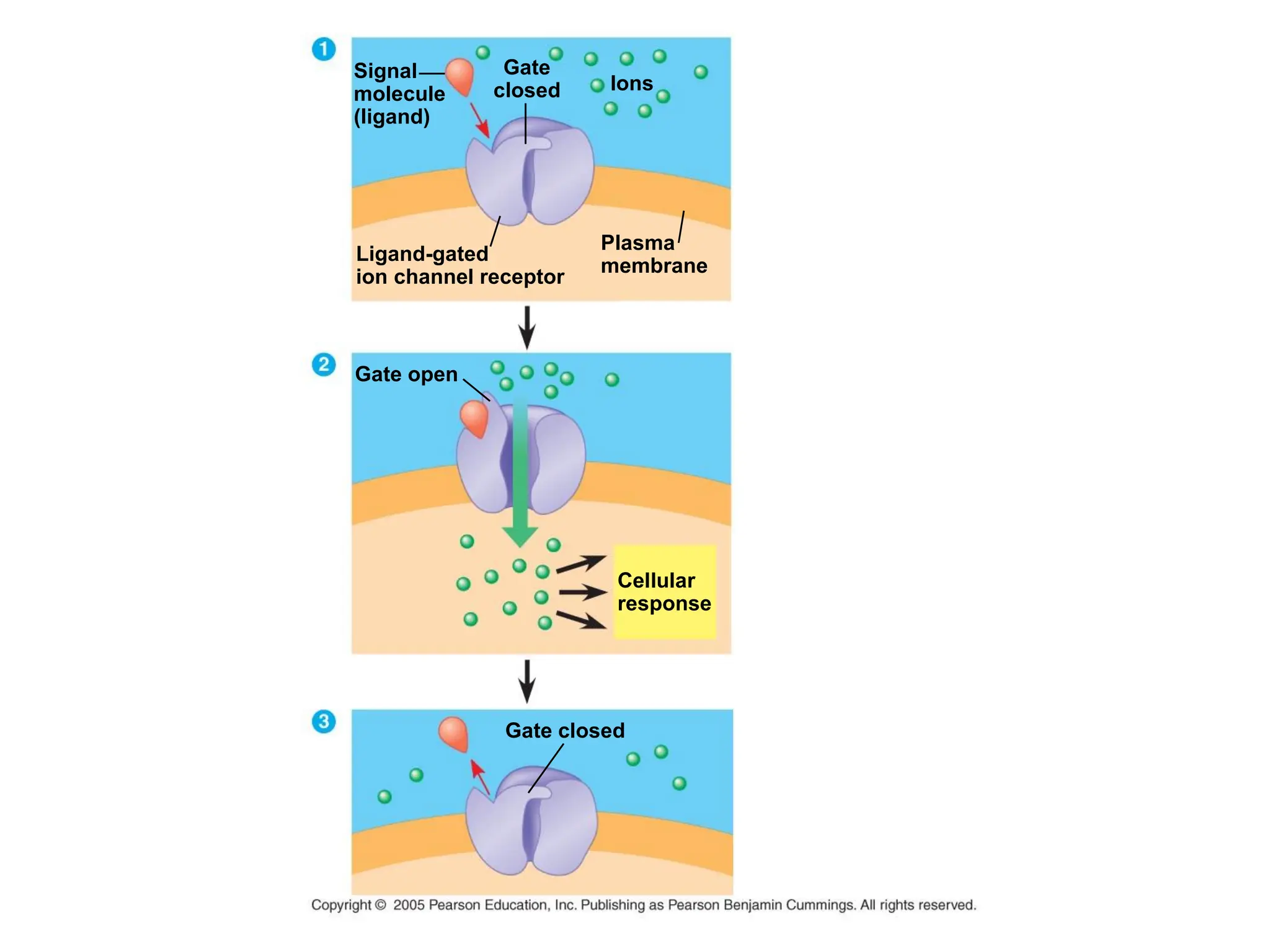 Signal
molecule
(ligand)
Gate
closed Ions
Ligand-gated
ion channel receptor
Plasma
membrane
Gate closed
Gate open
Cellular
response
 