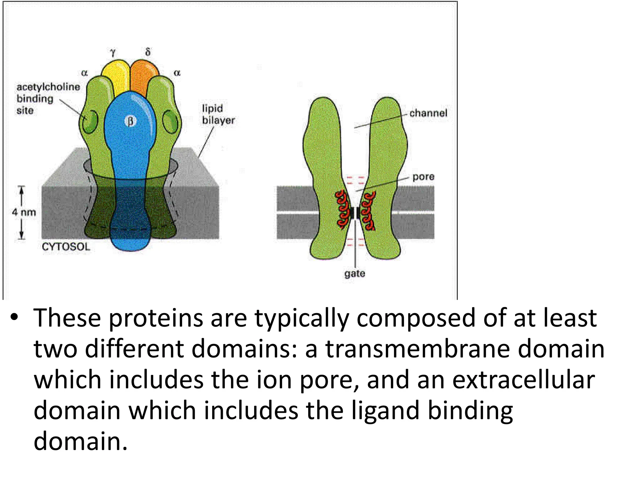• These proteins are typically composed of at least
two different domains: a transmembrane domain
which includes the ion pore, and an extracellular
domain which includes the ligand binding
domain.
 
