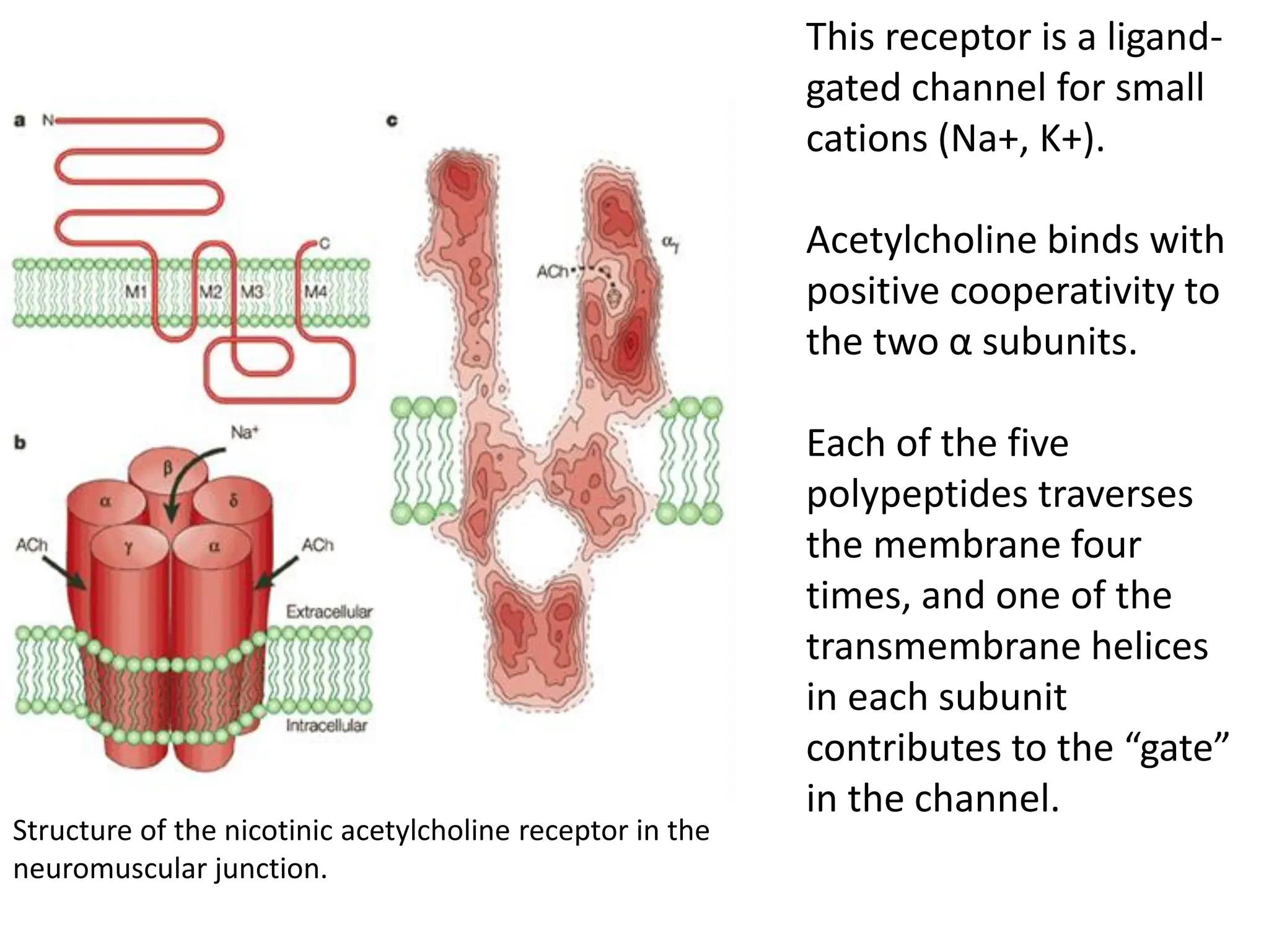 This receptor is a ligand-
gated channel for small
cations (Na+, K+).
Acetylcholine binds with
positive cooperativity to
the two α subunits.
Each of the five
polypeptides traverses
the membrane four
times, and one of the
transmembrane helices
in each subunit
contributes to the “gate”
in the channel.
Structure of the nicotinic acetylcholine receptor in the
neuromuscular junction.
 