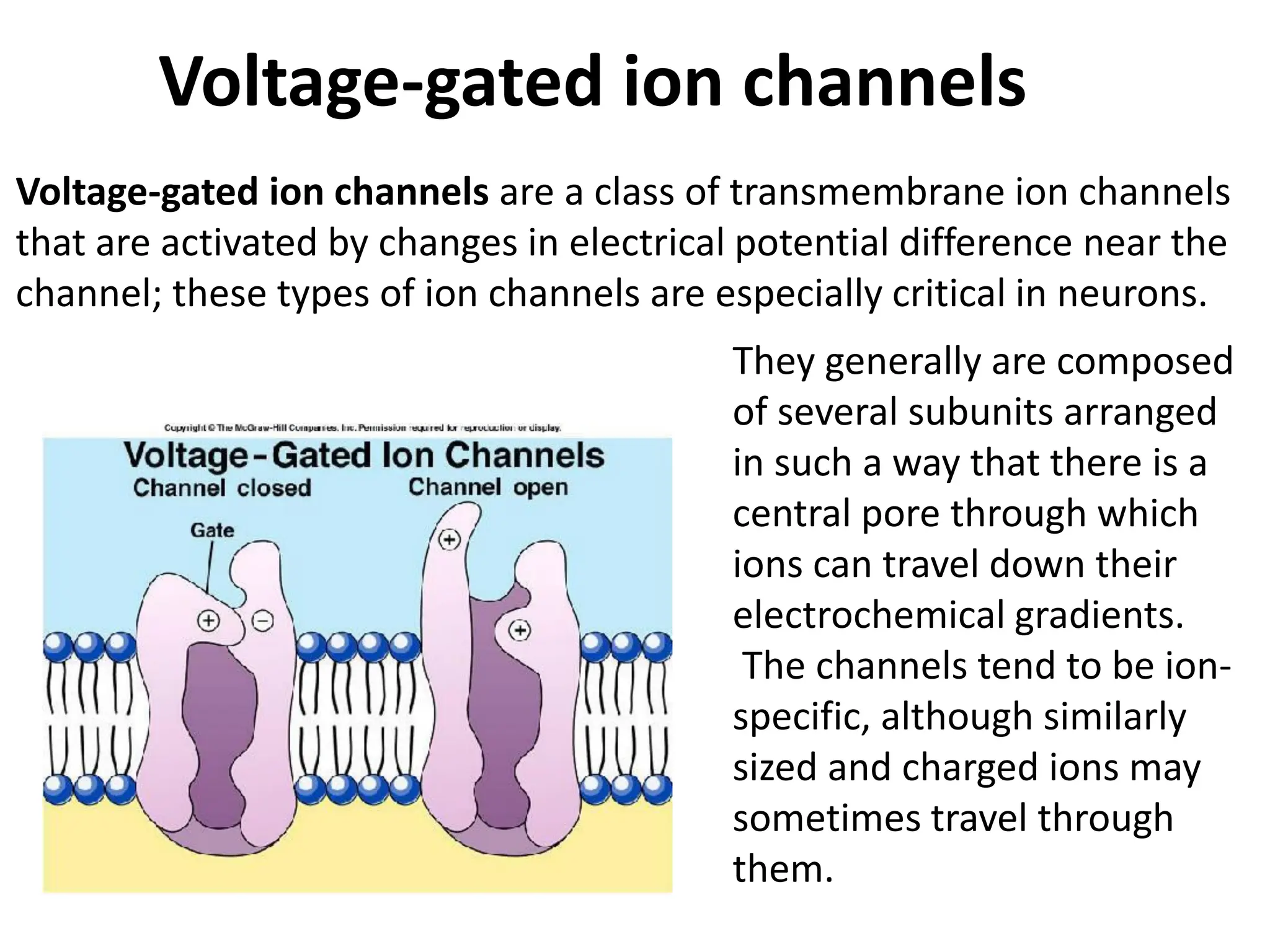 Voltage-gated ion channels
Voltage-gated ion channels are a class of transmembrane ion channels
that are activated by changes in electrical potential difference near the
channel; these types of ion channels are especially critical in neurons.
They generally are composed
of several subunits arranged
in such a way that there is a
central pore through which
ions can travel down their
electrochemical gradients.
The channels tend to be ion-
specific, although similarly
sized and charged ions may
sometimes travel through
them.
 