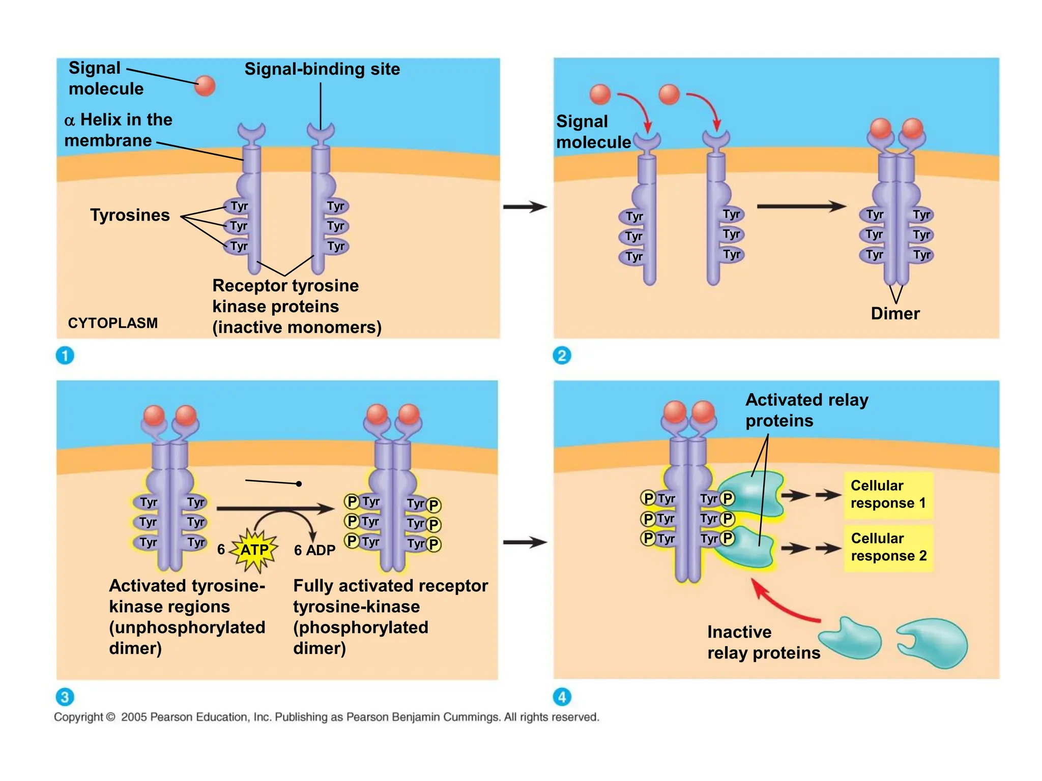 Signal
molecule
a Helix in the
membrane
Signal-binding site
Tyr
Tyr
Tyr Tyr
Tyr
Tyr
Tyrosines
Receptor tyrosine
kinase proteins
(inactive monomers)
CYTOPLASM
Tyr
Tyr
Tyr Tyr
Tyr
Tyr Tyr
Tyr
Tyr Tyr
Tyr
Tyr
Tyr
Tyr
Tyr Tyr
Tyr
Tyr
Activated tyrosine-
kinase regions
(unphosphorylated
dimer)
Signal
molecule
Dimer
Fully activated receptor
tyrosine-kinase
(phosphorylated
dimer)
Tyr
Tyr
Tyr Tyr
Tyr
Tyr
P
P
P
P
P
P
ATP 6 ADP
Tyr
Tyr
Tyr Tyr
Tyr
Tyr
P
P
P
P
P
P
Inactive
relay proteins
Cellular
response 2
Cellular
response 1
Activated relay
proteins
6
 