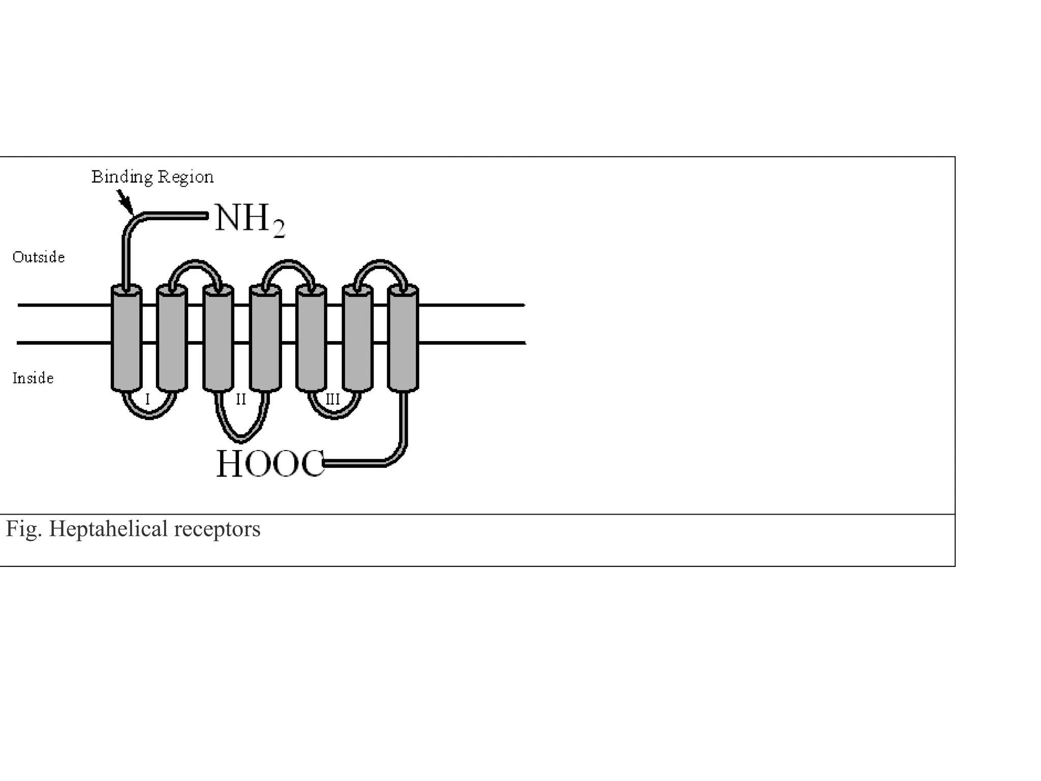 Fig. Heptahelical receptors
 
