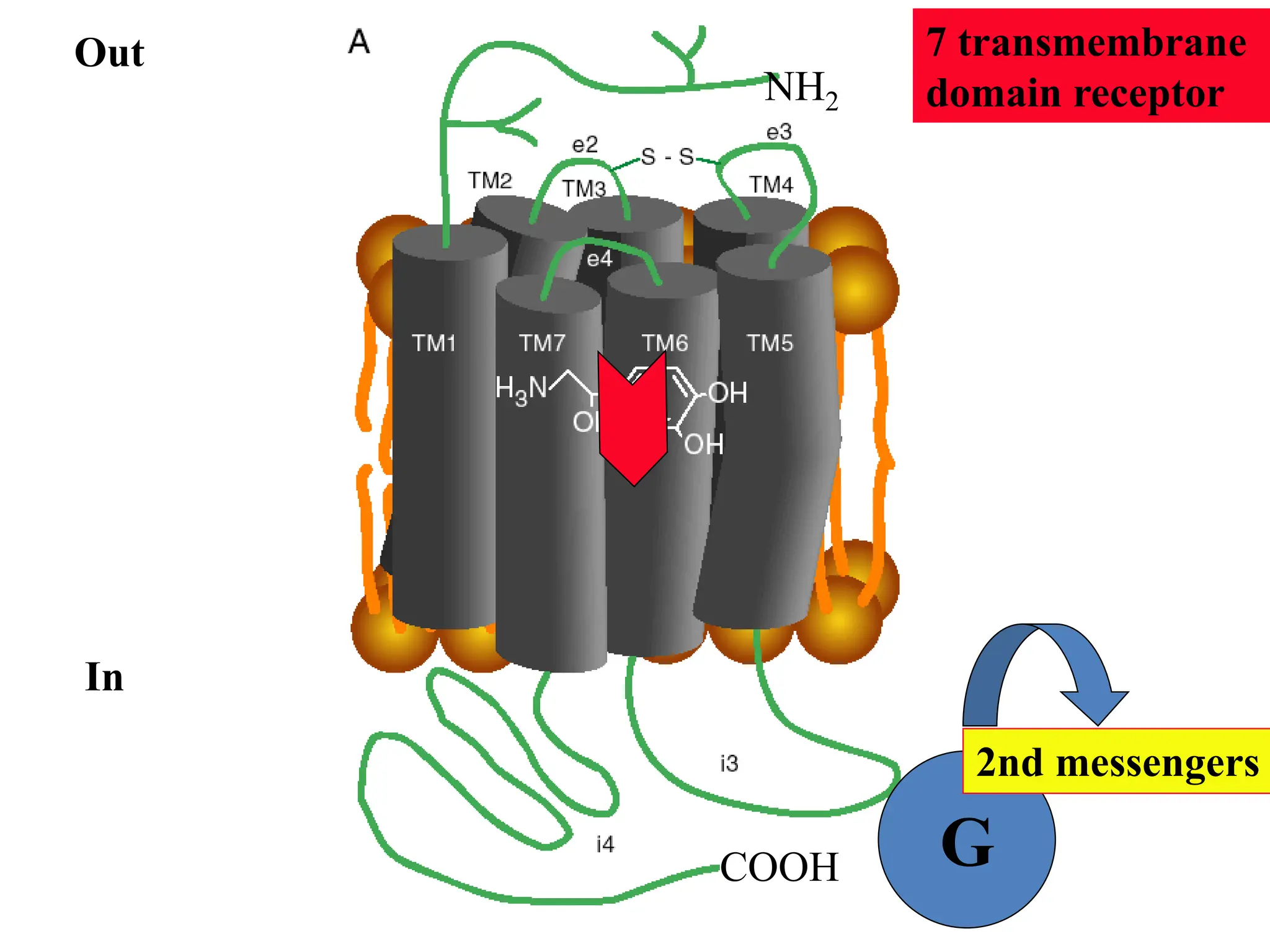 Out
In
G
7 transmembrane
domain receptor
2nd messengers
NH2
COOH
 