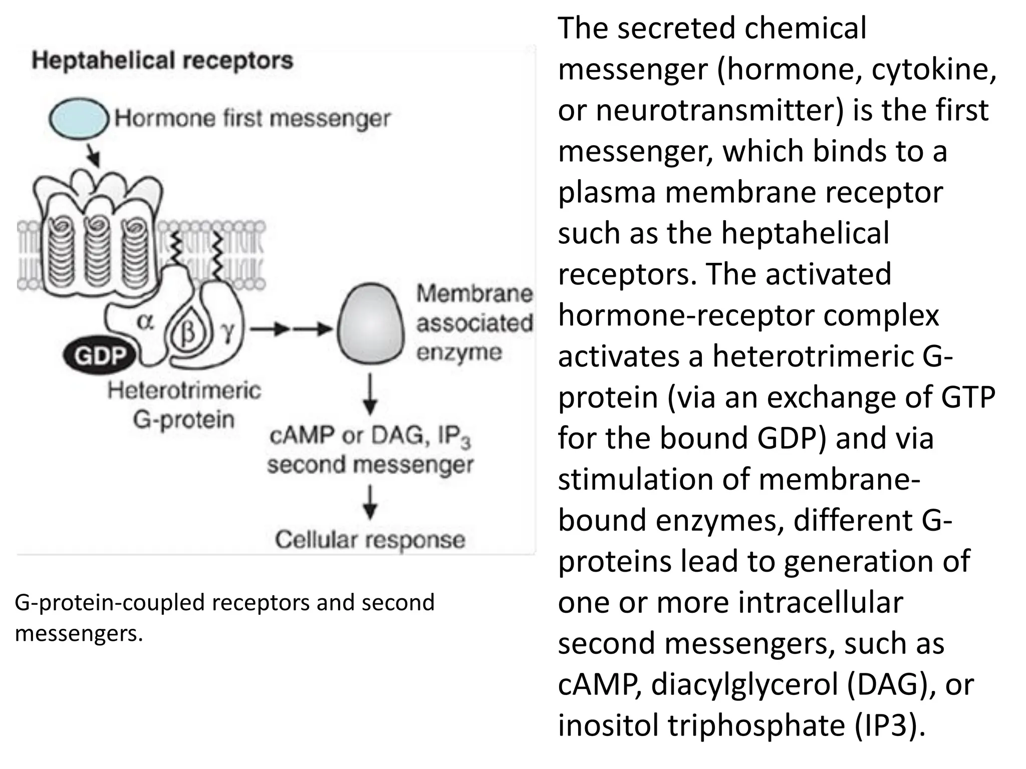 The secreted chemical
messenger (hormone, cytokine,
or neurotransmitter) is the first
messenger, which binds to a
plasma membrane receptor
such as the heptahelical
receptors. The activated
hormone-receptor complex
activates a heterotrimeric G-
protein (via an exchange of GTP
for the bound GDP) and via
stimulation of membrane-
bound enzymes, different G-
proteins lead to generation of
one or more intracellular
second messengers, such as
cAMP, diacylglycerol (DAG), or
inositol triphosphate (IP3).
G-protein-coupled receptors and second
messengers.
 
