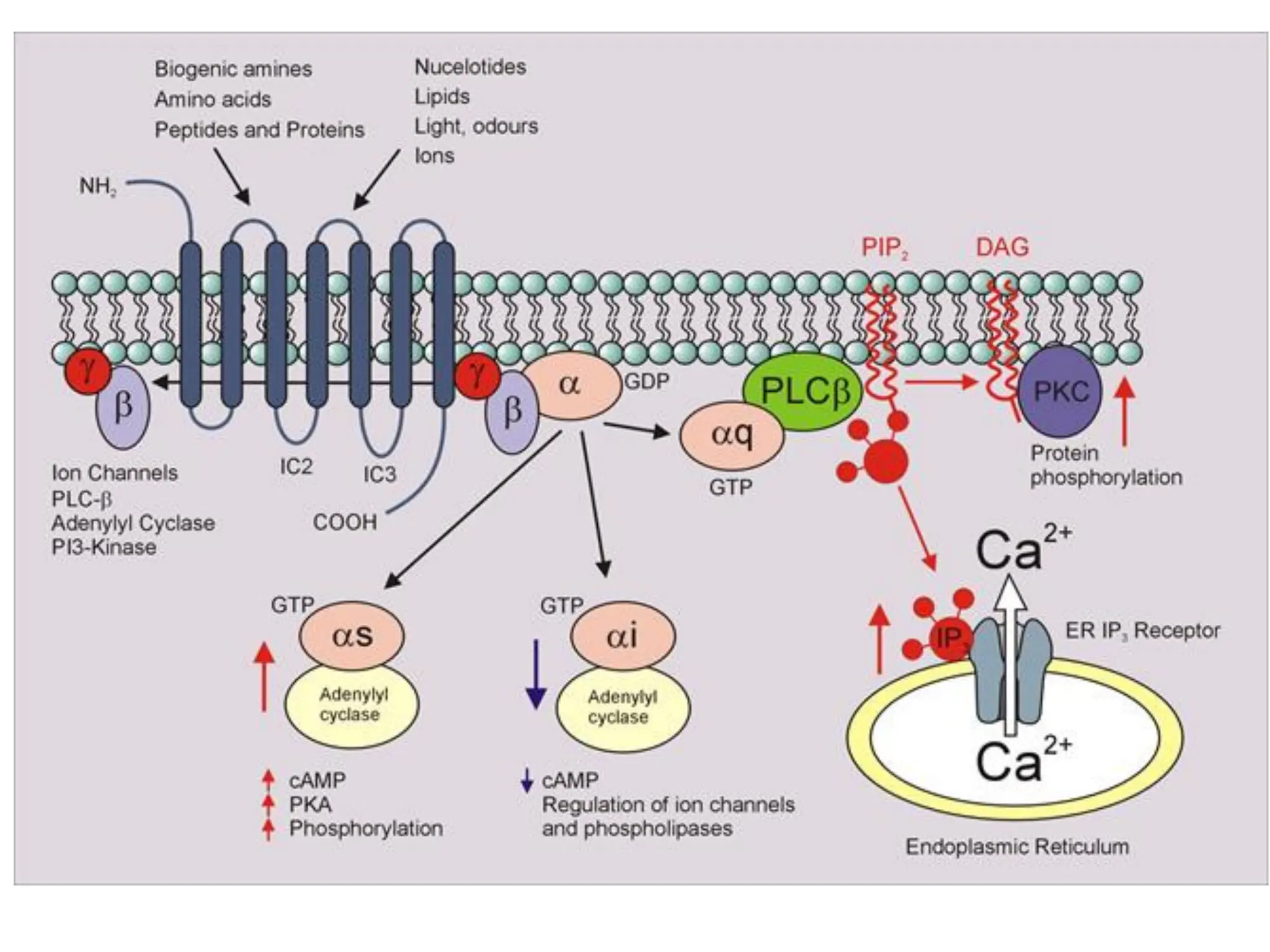 Cell signaling part II-1.pdfdthtrsysrysru