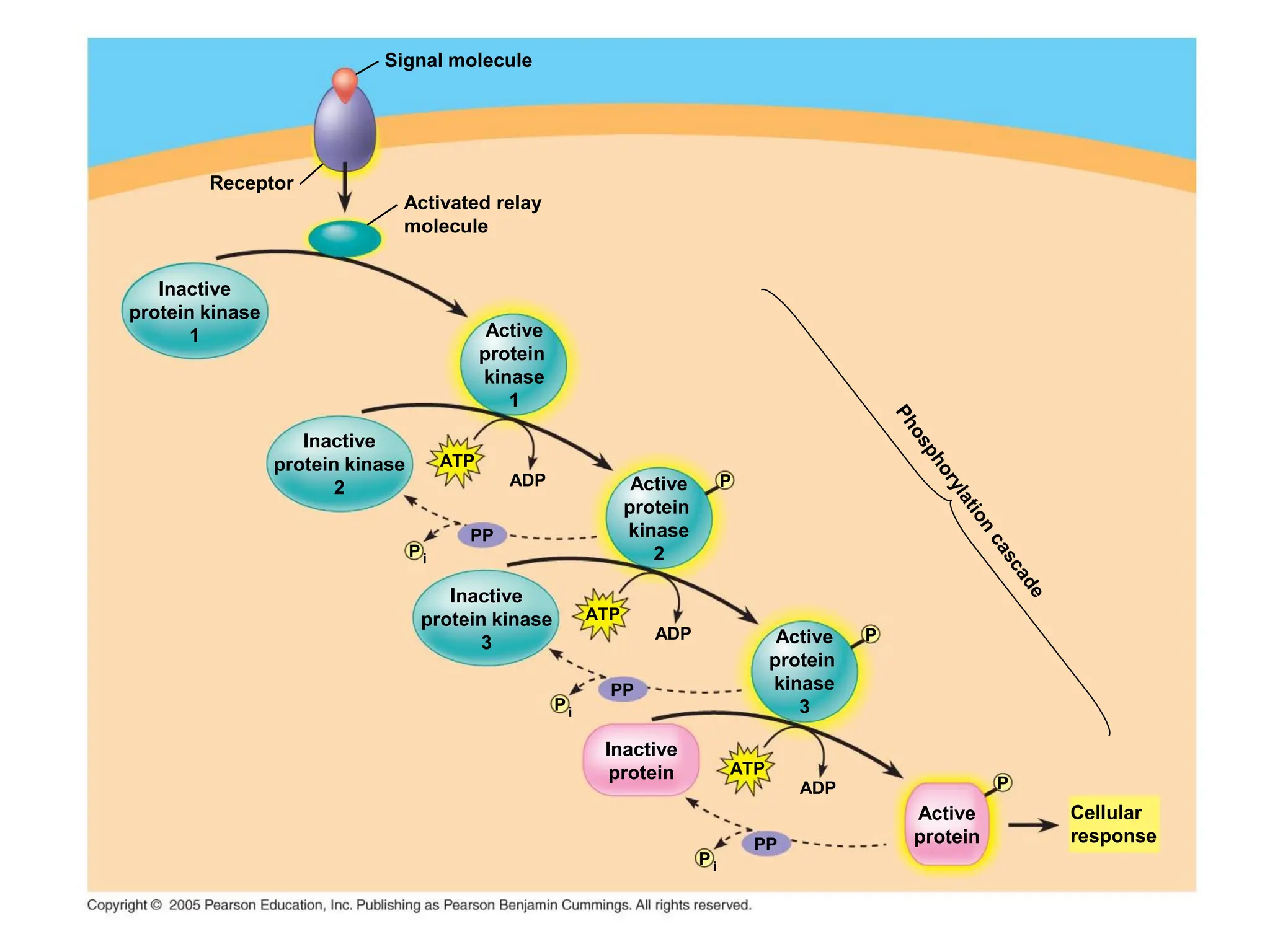 Signal molecule
Activated relay
molecule
Receptor
Inactive
protein kinase
1 Active
protein
kinase
1
Inactive
protein kinase
2 Active
protein
kinase
2
Inactive
protein kinase
3 Active
protein
kinase
3
ADP
Inactive
protein
Active
protein
Cellular
response
ATP
PP
Pi
ADP
ATP
PP
Pi
ADP
ATP
PP
Pi
P
P
P
 