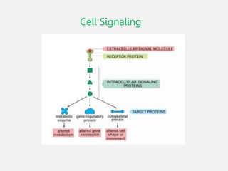 cell signaling Presentation varrious pathways of cell signaling ...