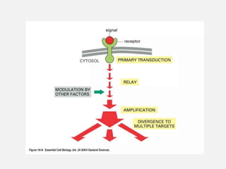 cell signaling Presentation varrious pathways of cell signaling ...