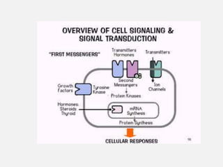 cell signaling Presentation varrious pathways of cell signaling ...